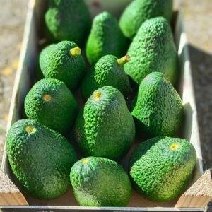 Caja de Aguacates Hass